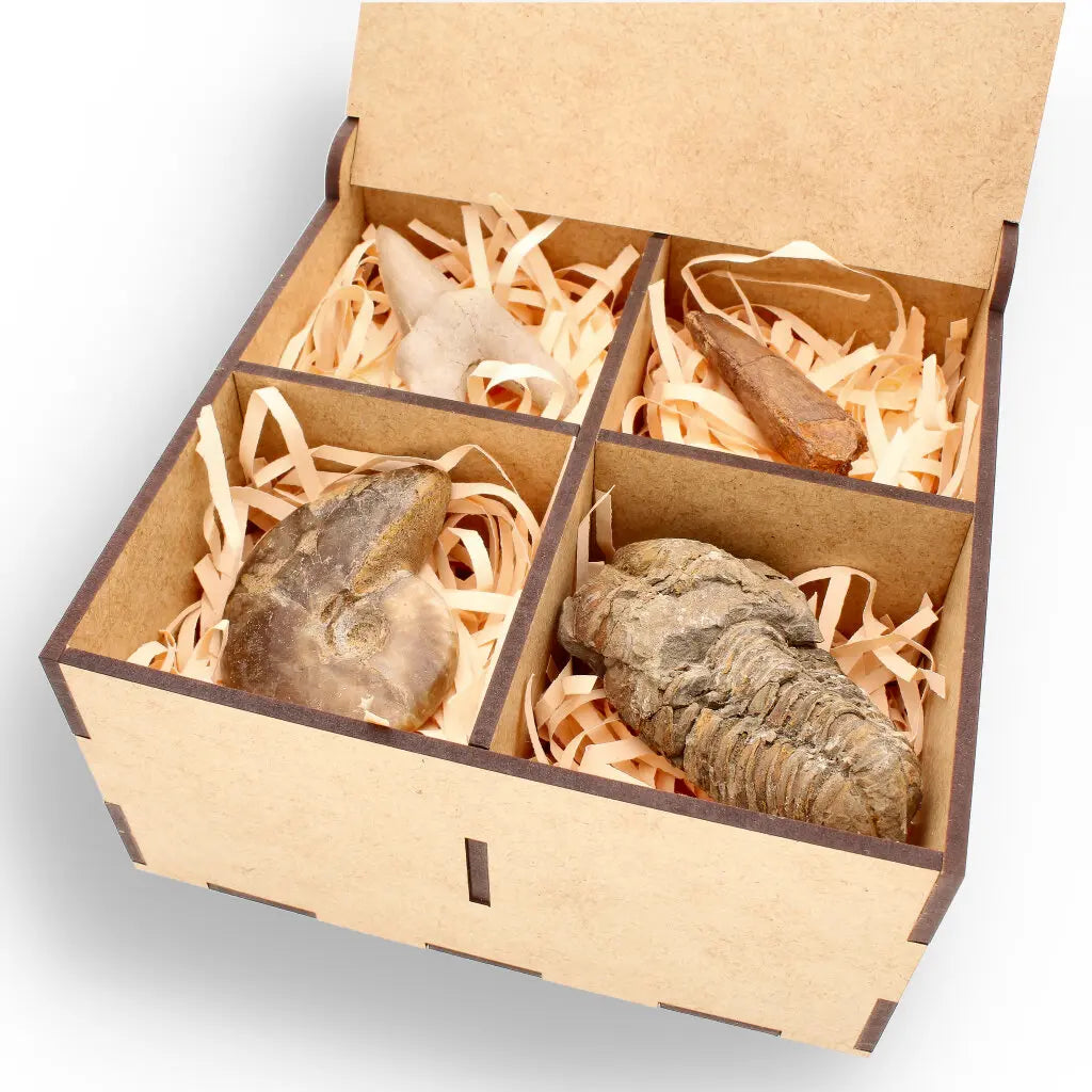 Get your Fossil Hunter’s Treasure Box – Real Shark Tooth, Ammonite & More! online now or in store at Forever Gems in Franschhoek, South Africa