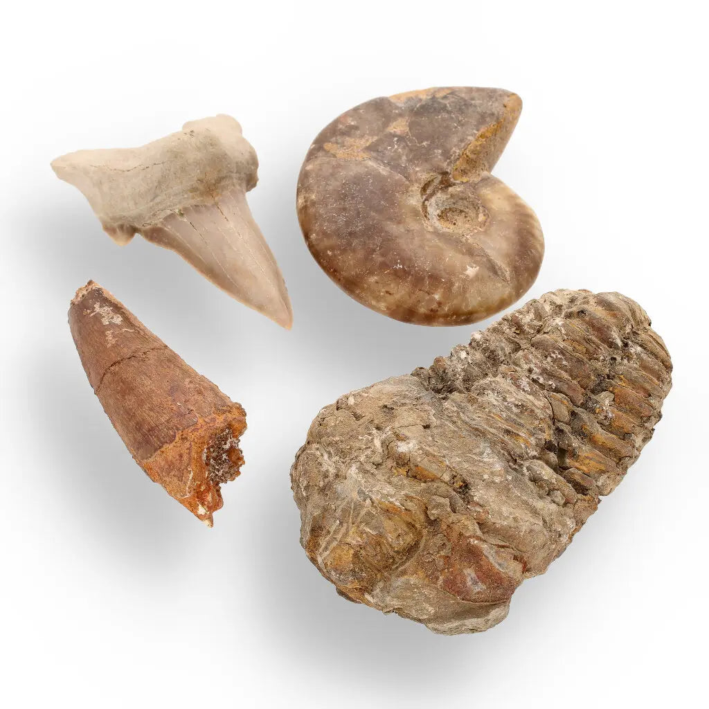 Get your Fossil Hunter’s Treasure Box – Real Shark Tooth, Ammonite & More! online now or in store at Forever Gems in Franschhoek, South Africa