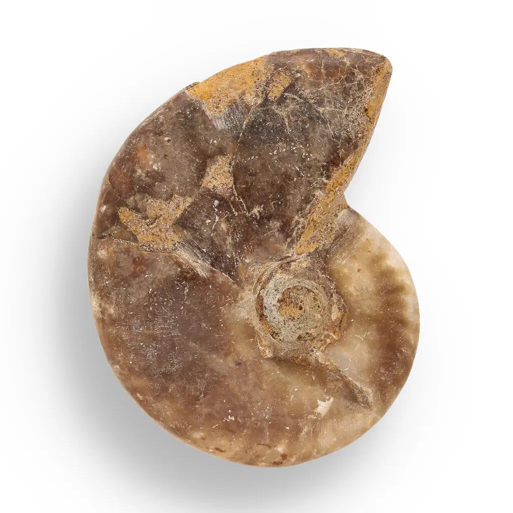 Get your Fossil Hunter’s Treasure Box – Real Shark Tooth, Ammonite & More! online now or in store at Forever Gems in Franschhoek, South Africa