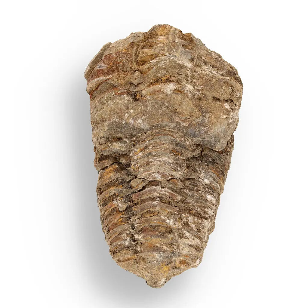 Get your Fossil Hunter’s Treasure Box – Real Shark Tooth, Ammonite & More! online now or in store at Forever Gems in Franschhoek, South Africa