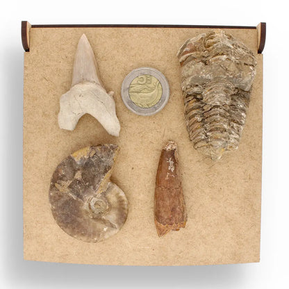 Get your Fossil Hunter’s Treasure Box – Real Shark Tooth, Ammonite & More! online now or in store at Forever Gems in Franschhoek, South Africa