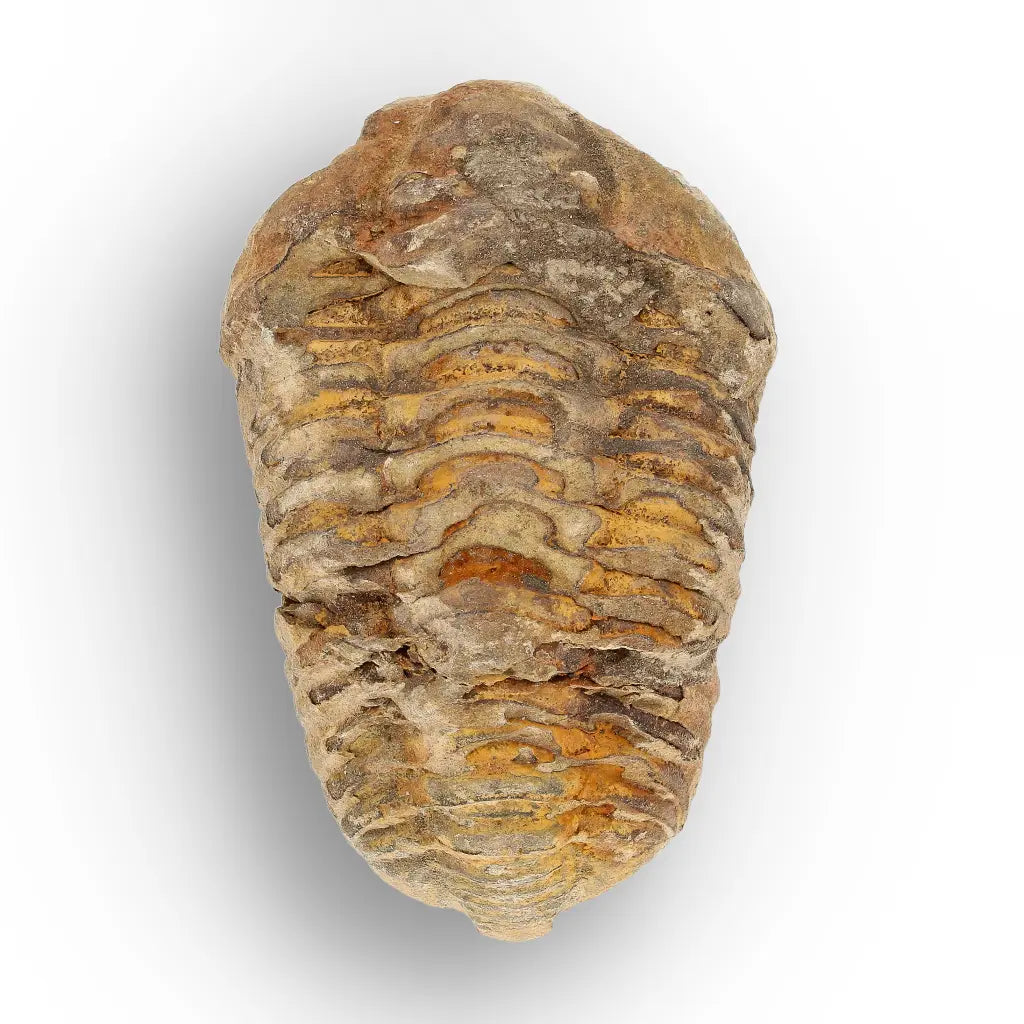 Get your Medium Prehistoric Trilobite Fossil from Morocco online now or in store at Forever Gems in Franschhoek, South Africa