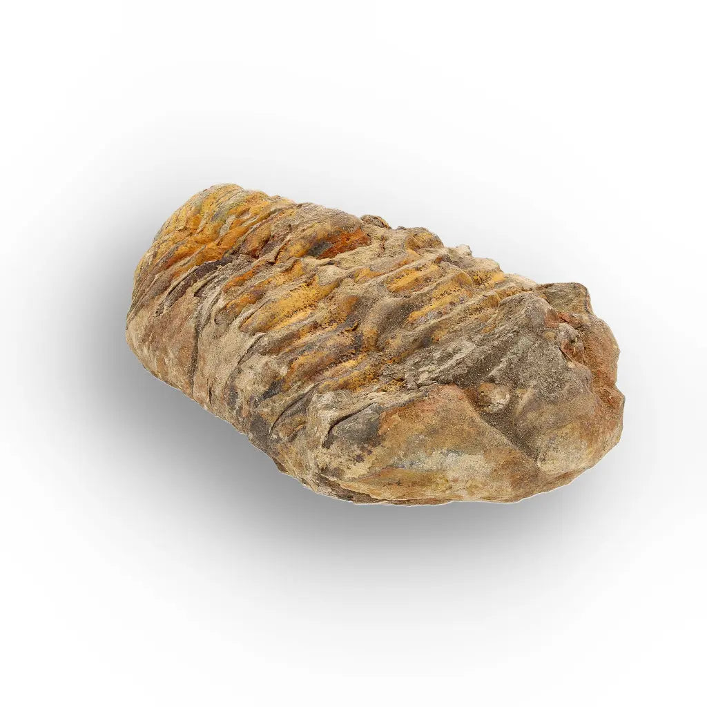 Get your Medium Prehistoric Trilobite Fossil from Morocco online now or in store at Forever Gems in Franschhoek, South Africa