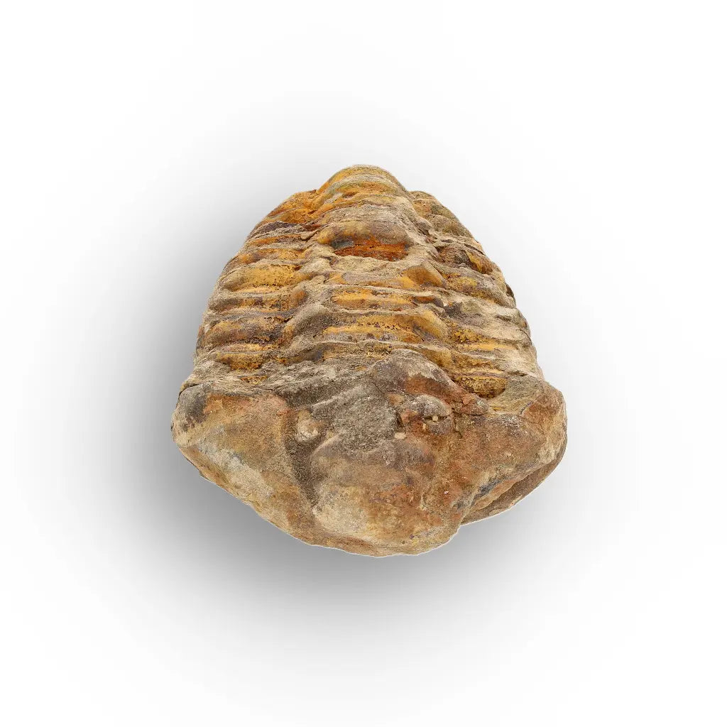 Get your Medium Prehistoric Trilobite Fossil from Morocco online now or in store at Forever Gems in Franschhoek, South Africa