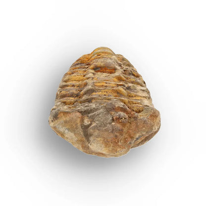 Get your Medium Prehistoric Trilobite Fossil from Morocco online now or in store at Forever Gems in Franschhoek, South Africa
