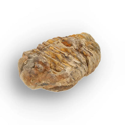 Get your Medium Prehistoric Trilobite Fossil from Morocco online now or in store at Forever Gems in Franschhoek, South Africa