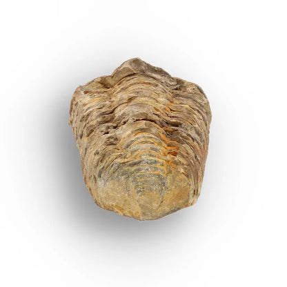 Get your Medium Prehistoric Trilobite Fossil from Morocco online now or in store at Forever Gems in Franschhoek, South Africa