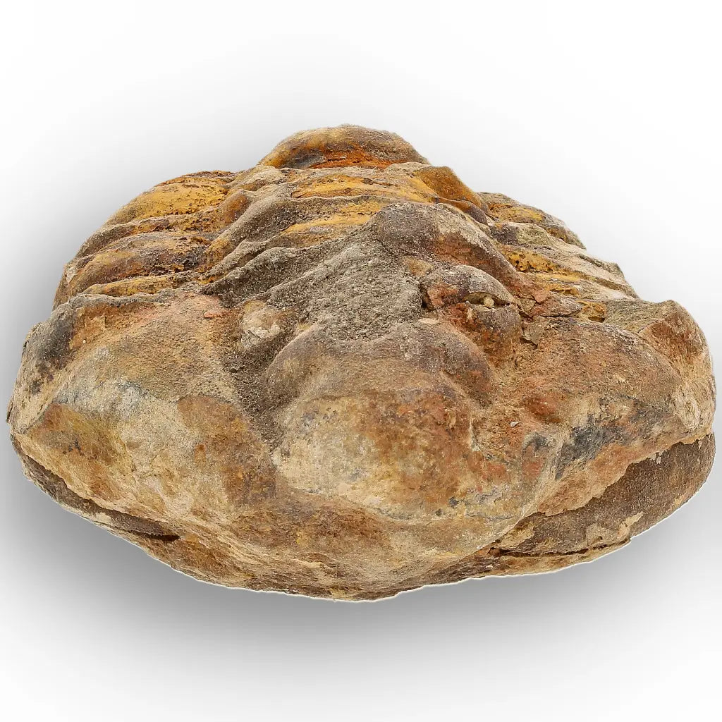 Get your Medium Prehistoric Trilobite Fossil from Morocco online now or in store at Forever Gems in Franschhoek, South Africa