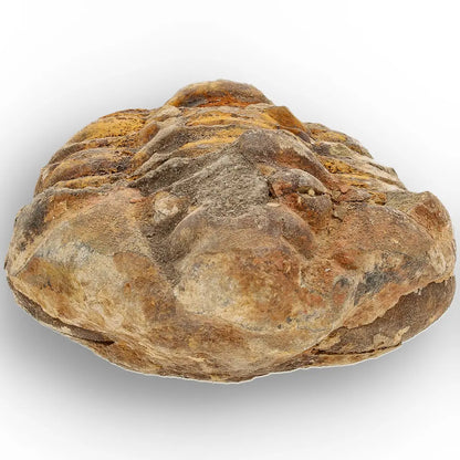 Get your Medium Prehistoric Trilobite Fossil from Morocco online now or in store at Forever Gems in Franschhoek, South Africa