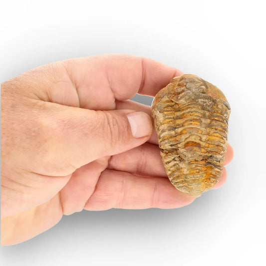 Get your Medium Prehistoric Trilobite Fossil from Morocco online now or in store at Forever Gems in Franschhoek, South Africa