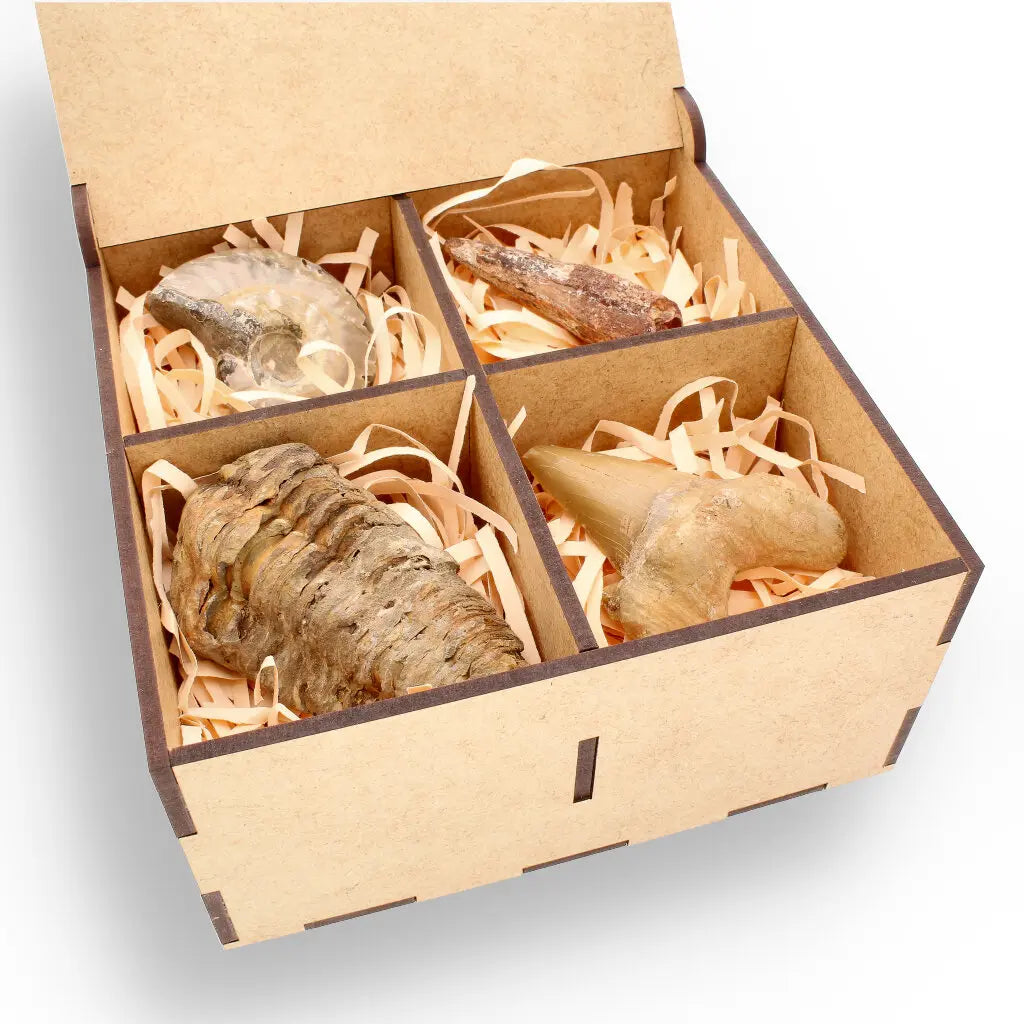 Get your Fossil Hunter’s Treasure Box – Real Shark Tooth, Ammonite & More! online now or in store at Forever Gems in Franschhoek, South Africa