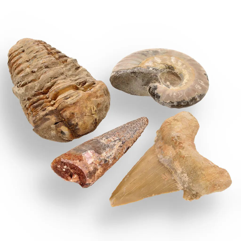 Get your Fossil Hunter’s Treasure Box – Real Shark Tooth, Ammonite & More! online now or in store at Forever Gems in Franschhoek, South Africa