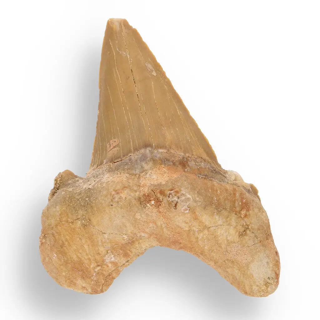 Get your Fossil Hunter’s Treasure Box – Real Shark Tooth, Ammonite & More! online now or in store at Forever Gems in Franschhoek, South Africa