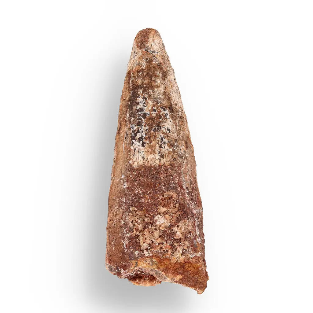 Get your Fossil Hunter’s Treasure Box – Real Shark Tooth, Ammonite & More! online now or in store at Forever Gems in Franschhoek, South Africa