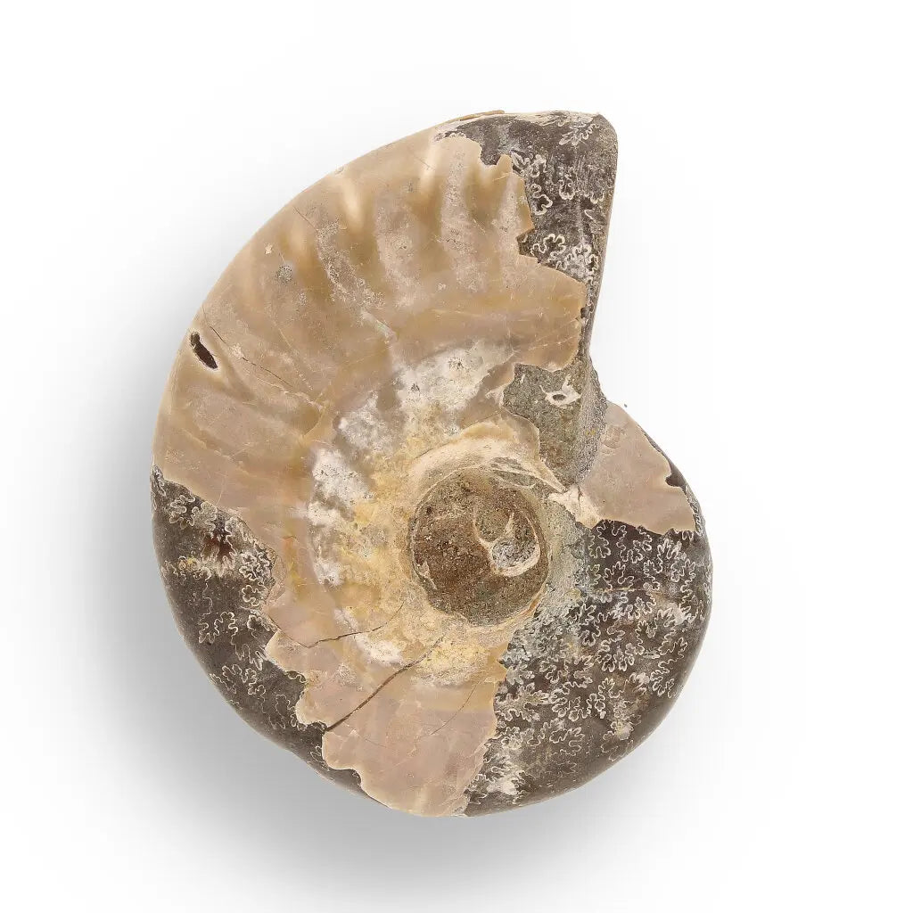 Get your Fossil Hunter’s Treasure Box – Real Shark Tooth, Ammonite & More! online now or in store at Forever Gems in Franschhoek, South Africa