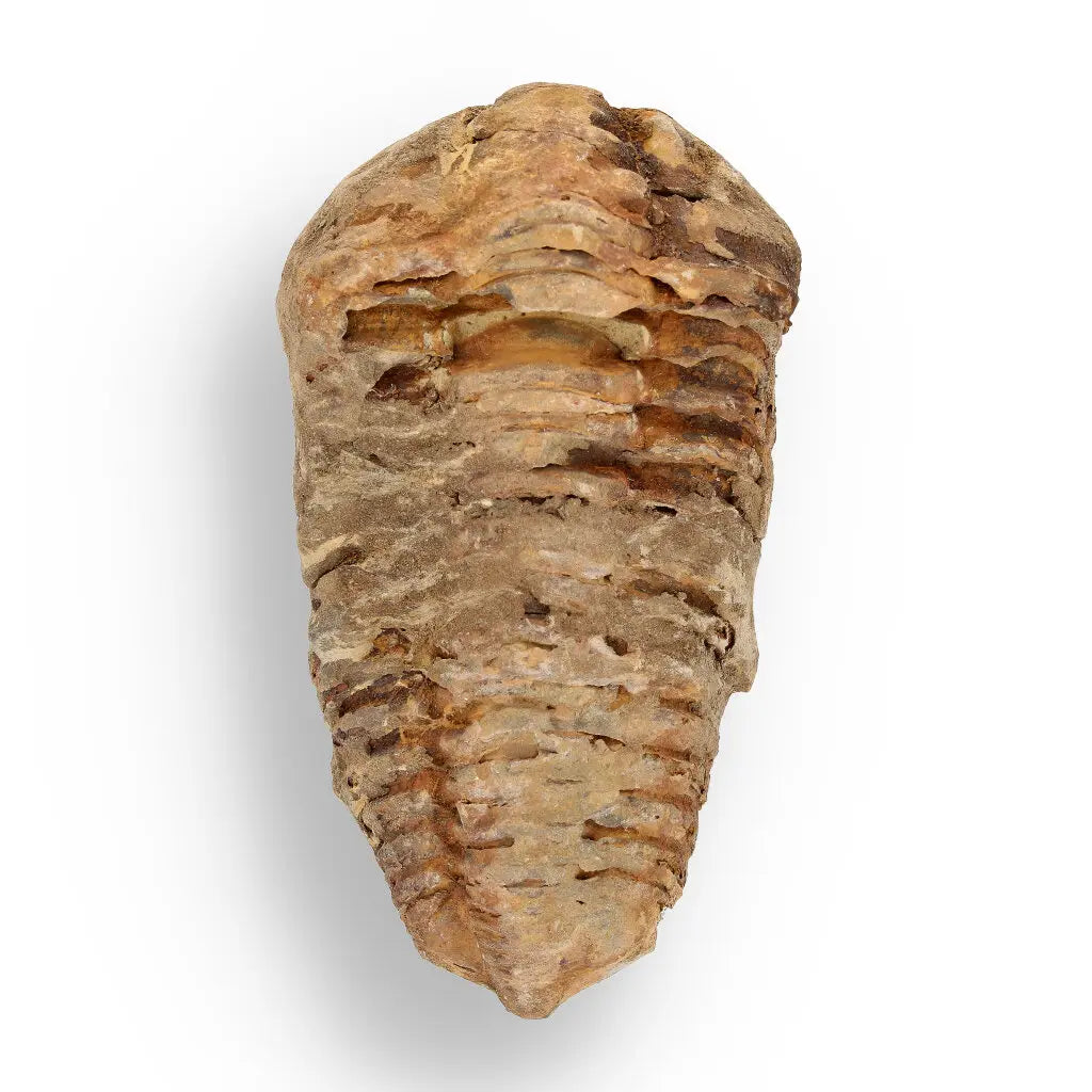 Get your Fossil Hunter’s Treasure Box – Real Shark Tooth, Ammonite & More! online now or in store at Forever Gems in Franschhoek, South Africa