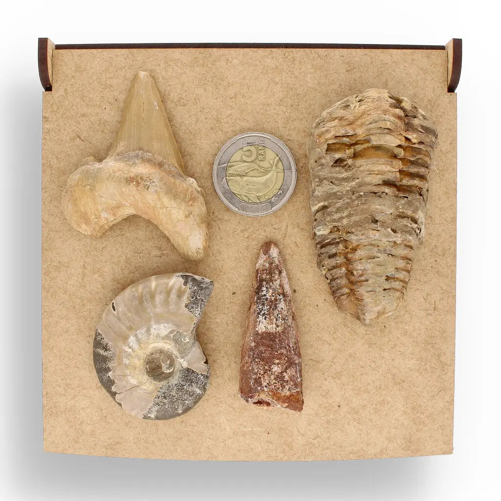 Get your Fossil Hunter’s Treasure Box – Real Shark Tooth, Ammonite & More! online now or in store at Forever Gems in Franschhoek, South Africa