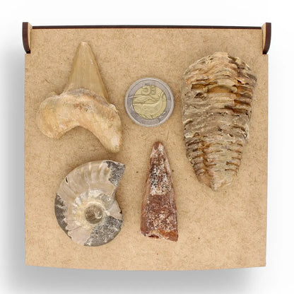 Get your Fossil Hunter’s Treasure Box – Real Shark Tooth, Ammonite & More! online now or in store at Forever Gems in Franschhoek, South Africa