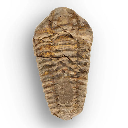 Get your Calymene Trilobite Fossil Morocco – Upper Ordovician 73mm online now or in store at Forever Gems in Franschhoek, South Africa