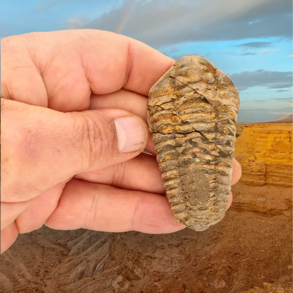 Get your Calymene Trilobite Fossil Morocco – Upper Ordovician 73mm online now or in store at Forever Gems in Franschhoek, South Africa