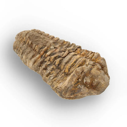 Get your Calymene Trilobite Fossil Morocco – Upper Ordovician 73mm online now or in store at Forever Gems in Franschhoek, South Africa