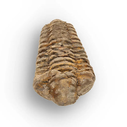Get your Calymene Trilobite Fossil Morocco – Upper Ordovician 73mm online now or in store at Forever Gems in Franschhoek, South Africa