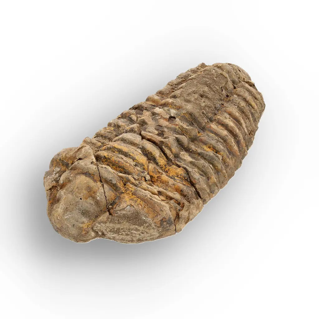Get your Calymene Trilobite Fossil Morocco – Upper Ordovician 73mm online now or in store at Forever Gems in Franschhoek, South Africa