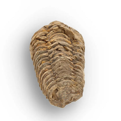 Get your Calymene Trilobite Fossil Morocco – Upper Ordovician 73mm online now or in store at Forever Gems in Franschhoek, South Africa
