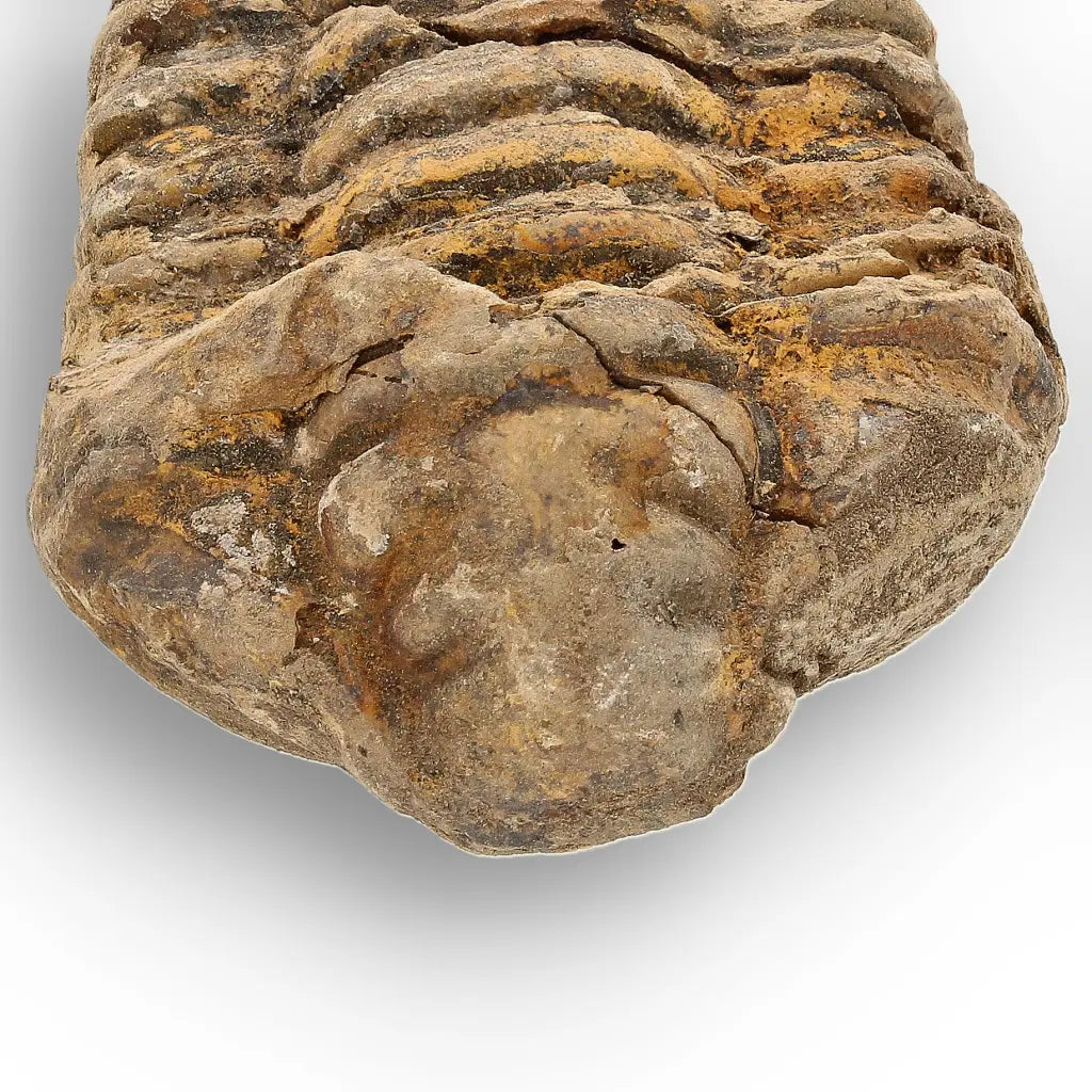 Get your Calymene Trilobite Fossil Morocco – Upper Ordovician 73mm online now or in store at Forever Gems in Franschhoek, South Africa