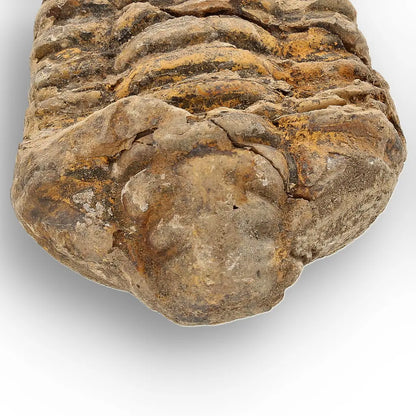 Get your Calymene Trilobite Fossil Morocco – Upper Ordovician 73mm online now or in store at Forever Gems in Franschhoek, South Africa