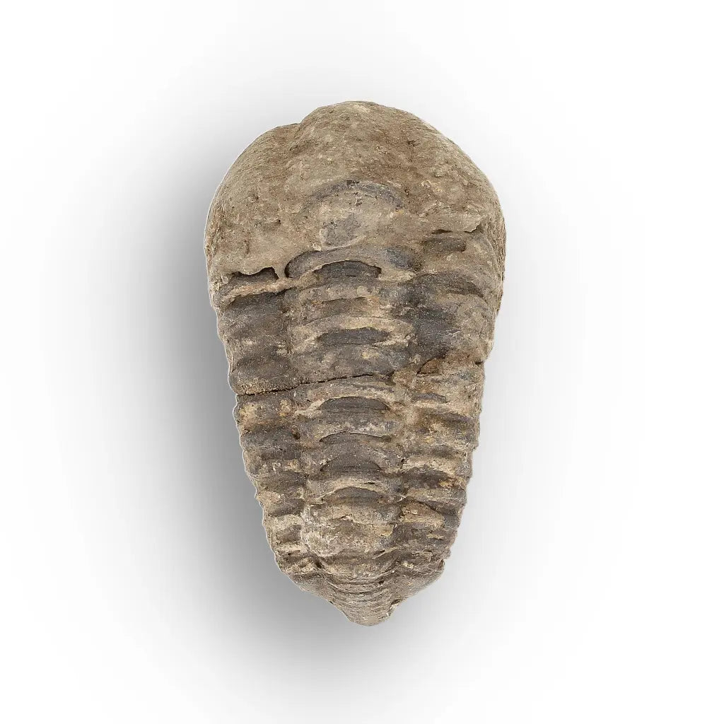 Get your Small Ancient Calymene Trilobite Fossil online now or in store at Forever Gems in Franschhoek, South Africa