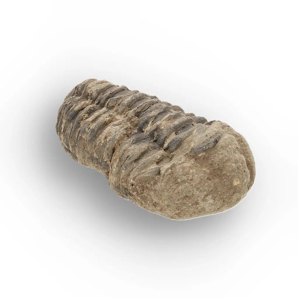 Get your Small Ancient Calymene Trilobite Fossil online now or in store at Forever Gems in Franschhoek, South Africa