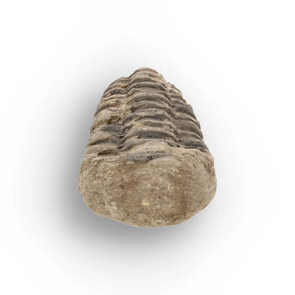 Get your Small Ancient Calymene Trilobite Fossil online now or in store at Forever Gems in Franschhoek, South Africa