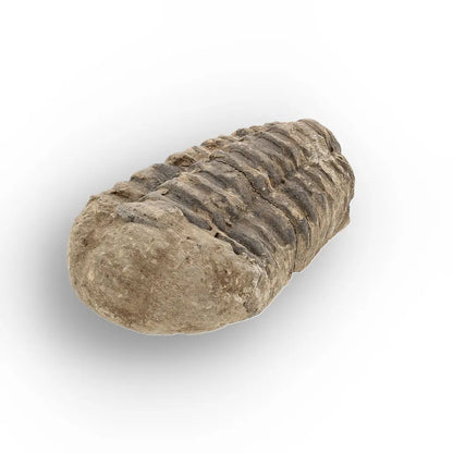 Get your Small Ancient Calymene Trilobite Fossil online now or in store at Forever Gems in Franschhoek, South Africa