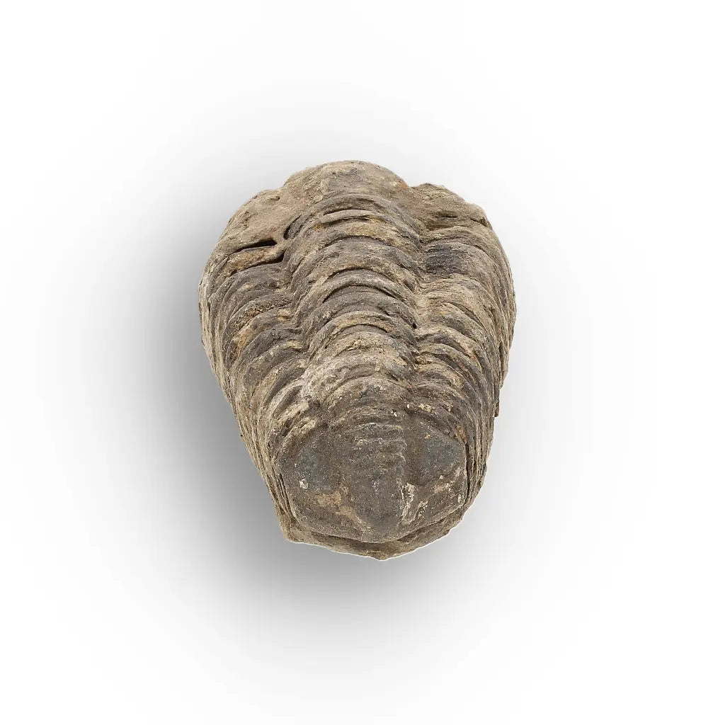 Get your Small Ancient Calymene Trilobite Fossil online now or in store at Forever Gems in Franschhoek, South Africa