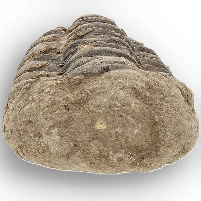 Get your Small Ancient Calymene Trilobite Fossil online now or in store at Forever Gems in Franschhoek, South Africa