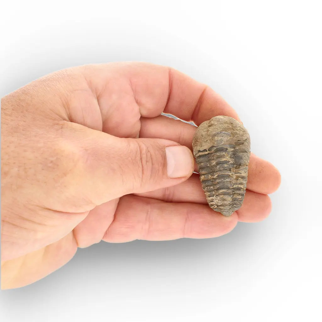 Get your Small Ancient Calymene Trilobite Fossil online now or in store at Forever Gems in Franschhoek, South Africa
