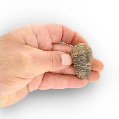 Get your Small Ancient Calymene Trilobite Fossil online now or in store at Forever Gems in Franschhoek, South Africa