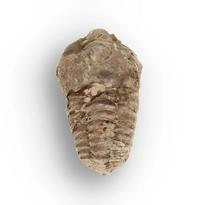 Get your Small Moroccan Trilobite Fossil Specimen online now or in store at Forever Gems in Franschhoek, South Africa
