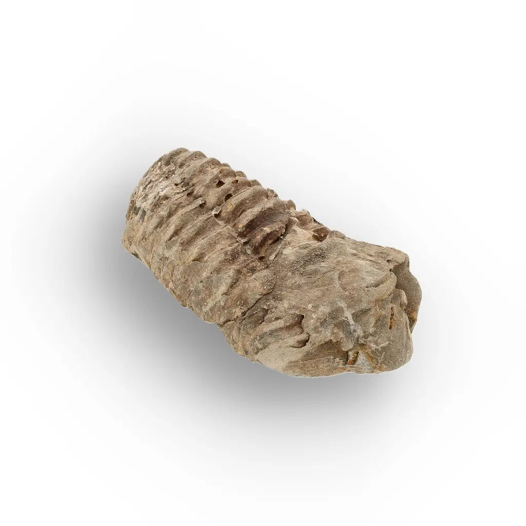Get your Small Moroccan Trilobite Fossil Specimen online now or in store at Forever Gems in Franschhoek, South Africa