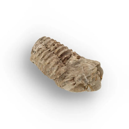 Get your Small Moroccan Trilobite Fossil Specimen online now or in store at Forever Gems in Franschhoek, South Africa