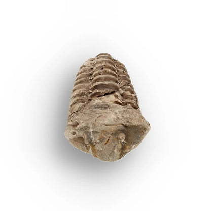 Get your Small Moroccan Trilobite Fossil Specimen online now or in store at Forever Gems in Franschhoek, South Africa