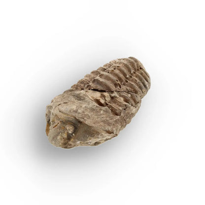 Get your Small Moroccan Trilobite Fossil Specimen online now or in store at Forever Gems in Franschhoek, South Africa