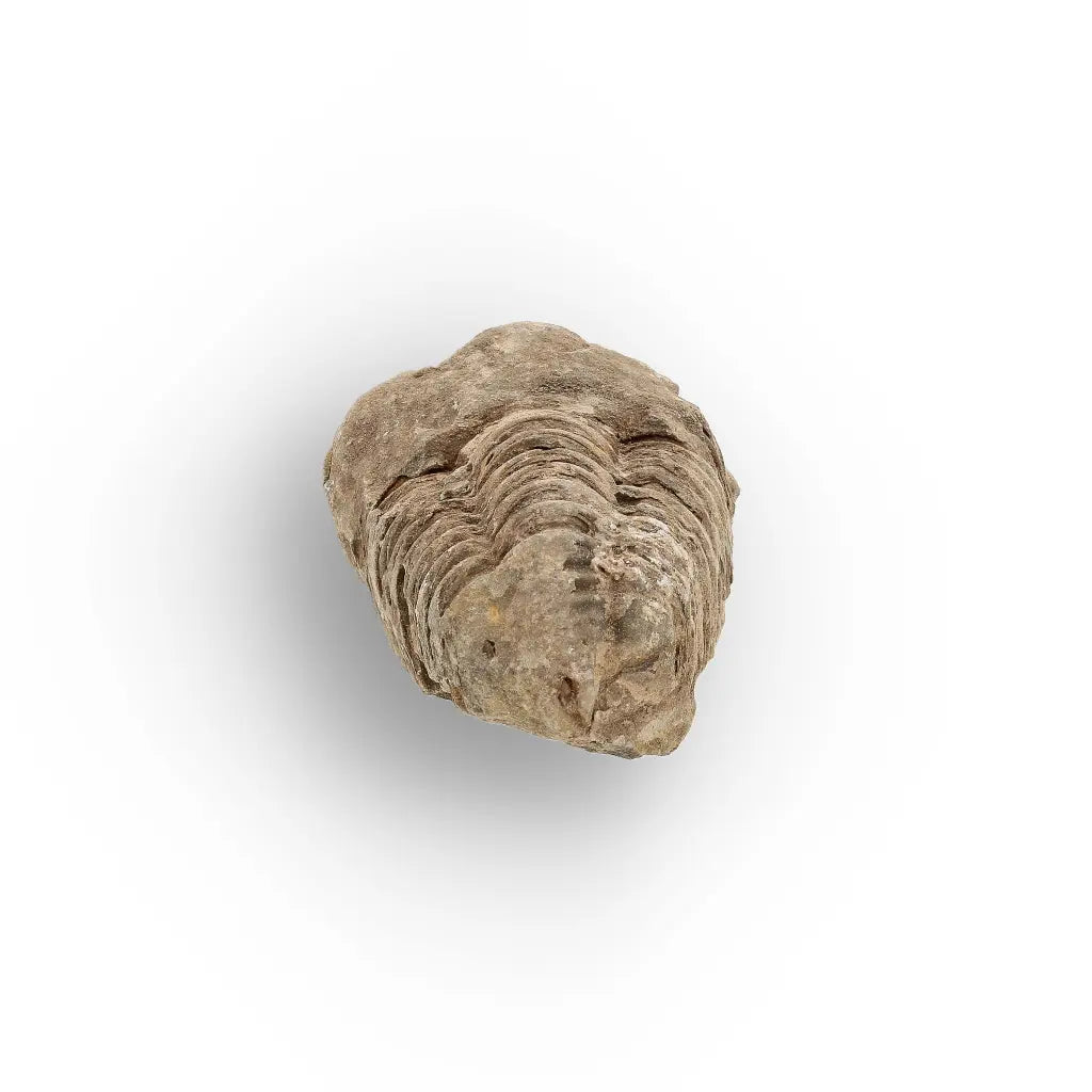 Get your Small Moroccan Trilobite Fossil Specimen online now or in store at Forever Gems in Franschhoek, South Africa
