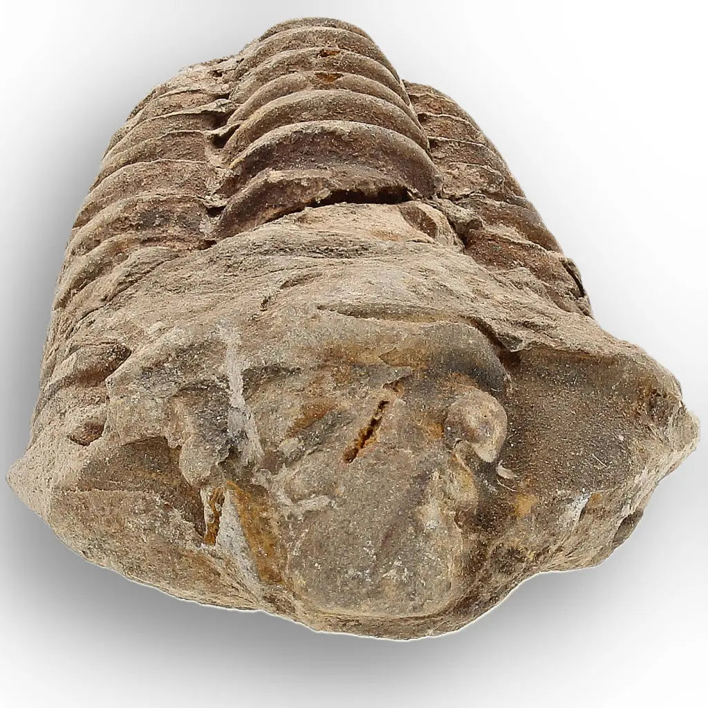 Get your Small Moroccan Trilobite Fossil Specimen online now or in store at Forever Gems in Franschhoek, South Africa