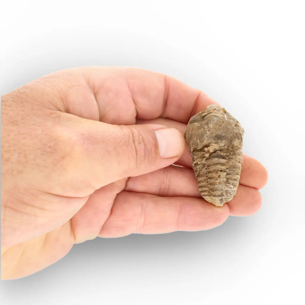 Get your Small Moroccan Trilobite Fossil Specimen online now or in store at Forever Gems in Franschhoek, South Africa