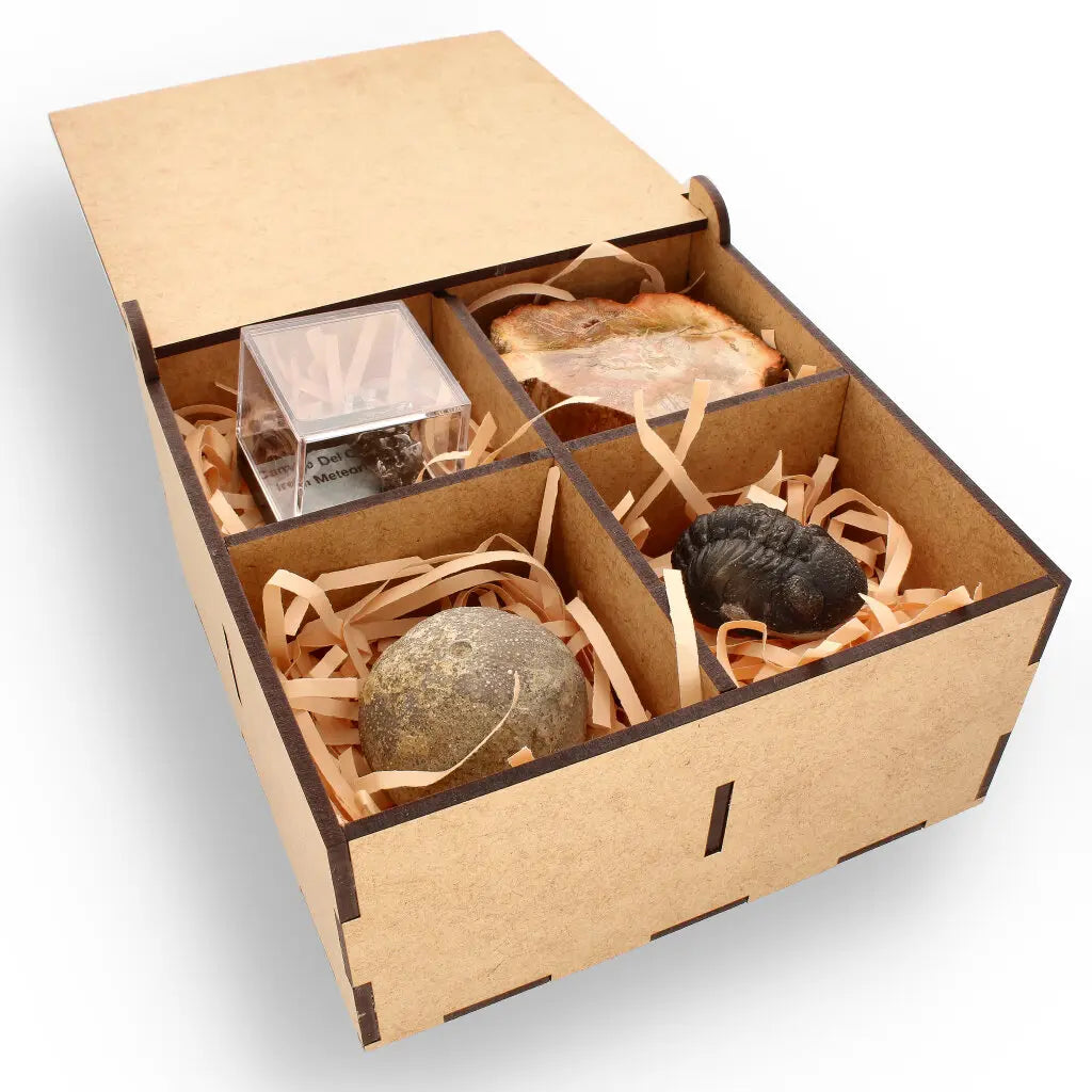 Get your Space & Earth Fossil Gift Box – Meteorite, Trilobite & Sea Urchin online now or in store at Forever Gems in Franschhoek, South Africa