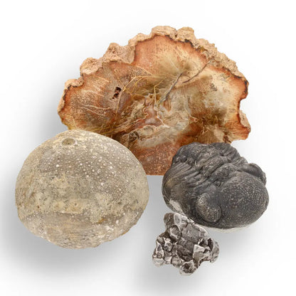 Get your Space & Earth Fossil Gift Box – Meteorite, Trilobite & Sea Urchin online now or in store at Forever Gems in Franschhoek, South Africa