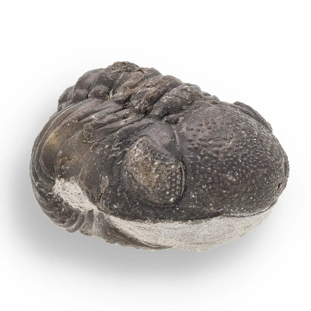 Get your Space & Earth Fossil Gift Box – Meteorite, Trilobite & Sea Urchin online now or in store at Forever Gems in Franschhoek, South Africa