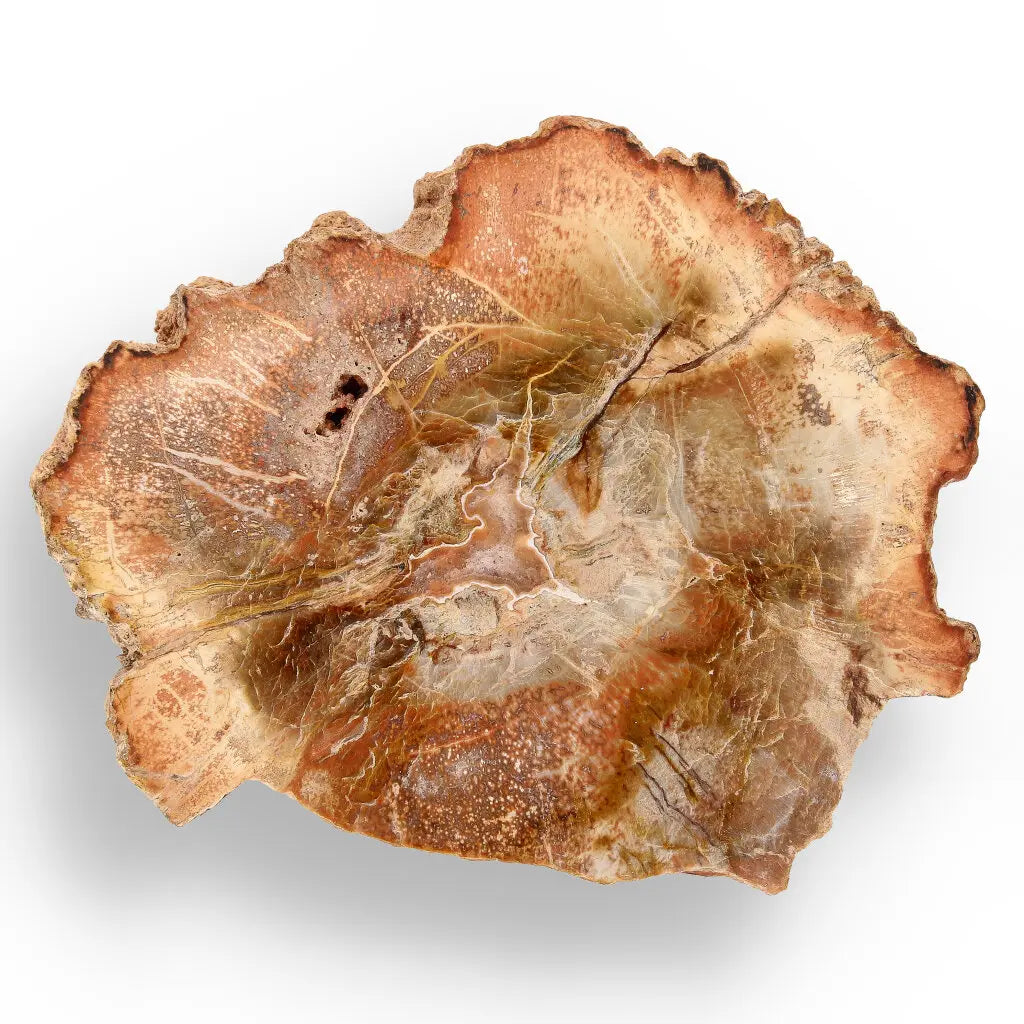 Get your Space & Earth Fossil Gift Box – Meteorite, Trilobite & Sea Urchin online now or in store at Forever Gems in Franschhoek, South Africa